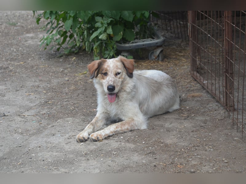 LUCY wünscht sich ein liebes Zuhause