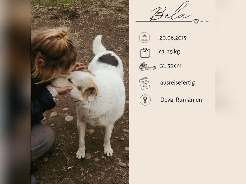 BELA sucht ein liebes Zuhause