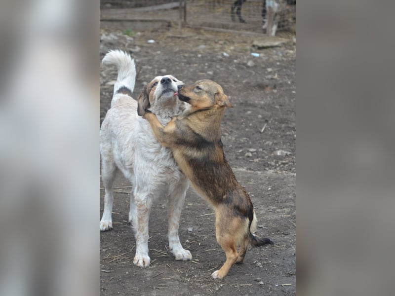 LUCY wünscht sich ein liebes Zuhause
