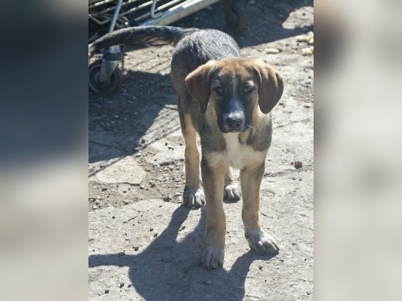 SAMMY - süßer Taps ist auf der Suche