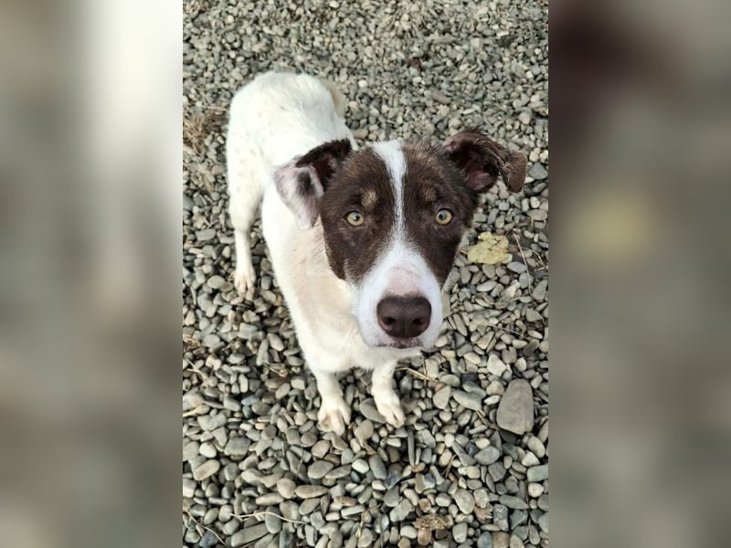 FREEDA - Herzenshündin sucht Familie