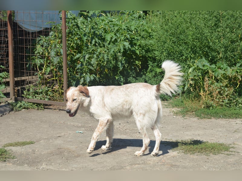 LUCY wünscht sich ein liebes Zuhause