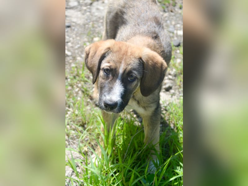 SAMMY - süßer Taps ist auf der Suche