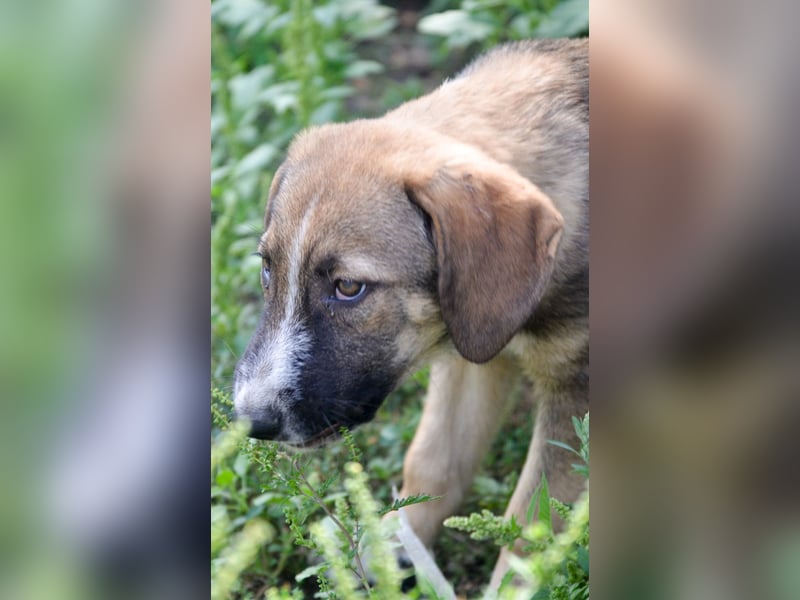 SAMMY - süßer Taps ist auf der Suche