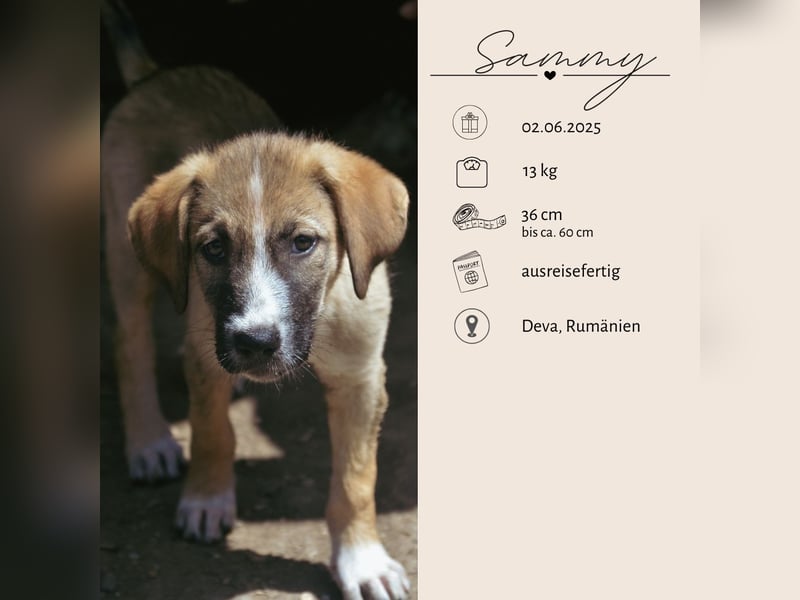 SAMMY - süßer Taps ist auf der Suche