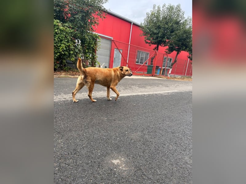 PETER sucht ein liebes Zuhause