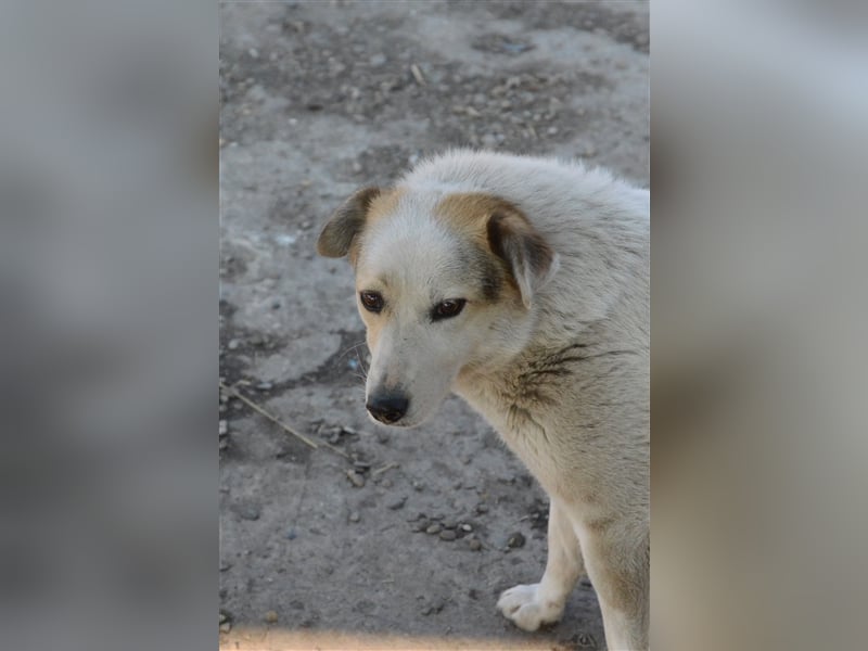 BELA sucht ein liebes Zuhause