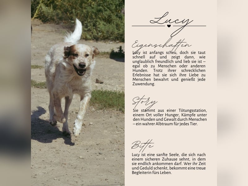 LUCY wünscht sich ein liebes Zuhause