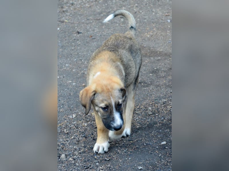 SAMMY - süßer Taps ist auf der Suche