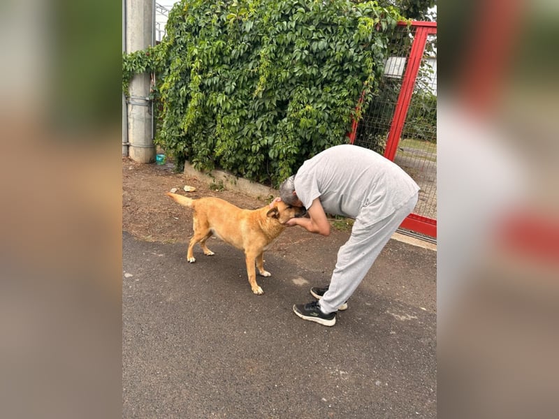 PETER sucht ein liebes Zuhause