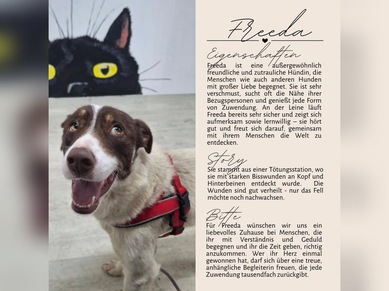 FREEDA - Herzenshündin sucht Familie