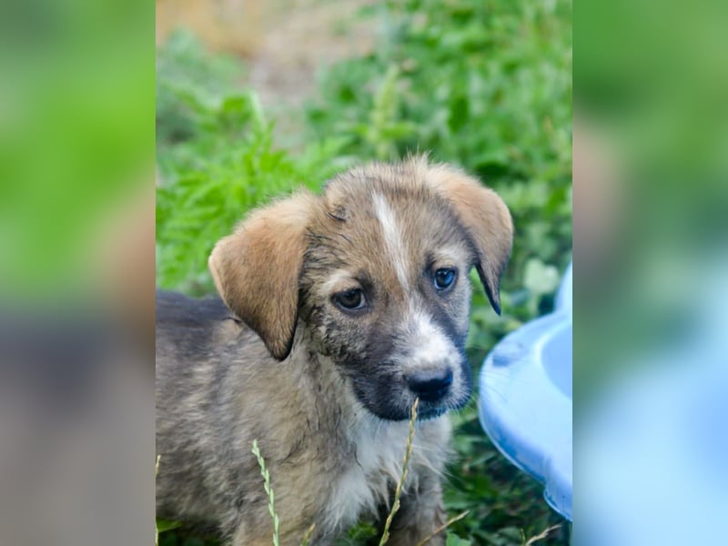 SAMMY - süßer Taps ist auf der Suche