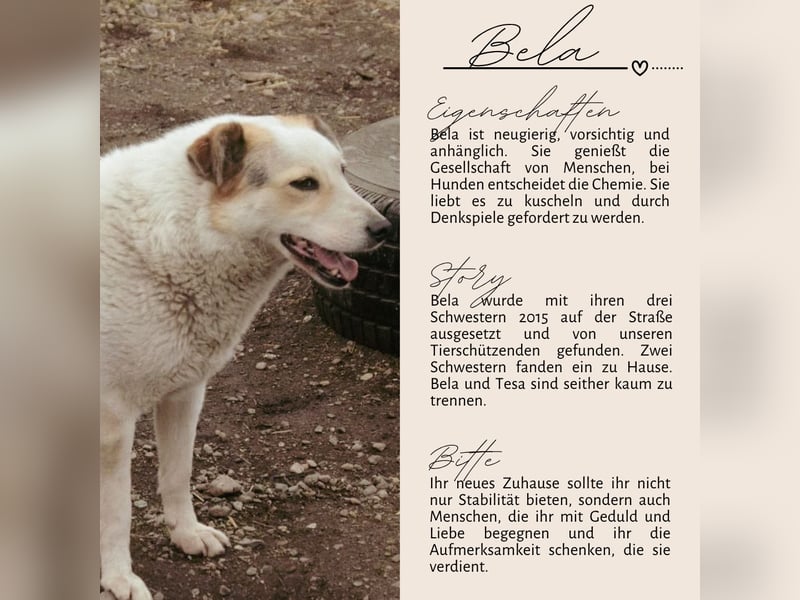 BELA sucht ein liebes Zuhause