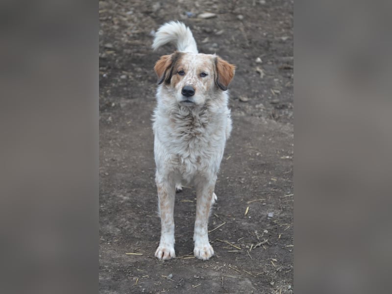 LUCY wünscht sich ein liebes Zuhause