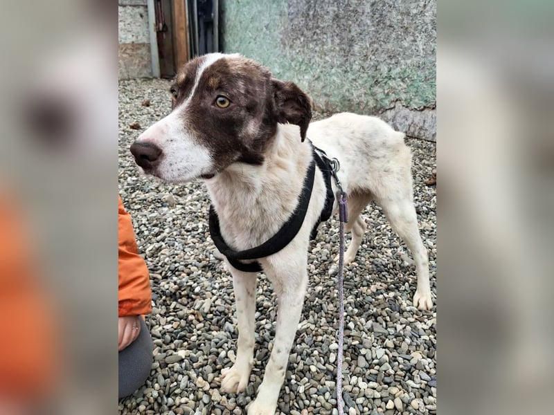 FREEDA - Herzenshündin sucht Familie