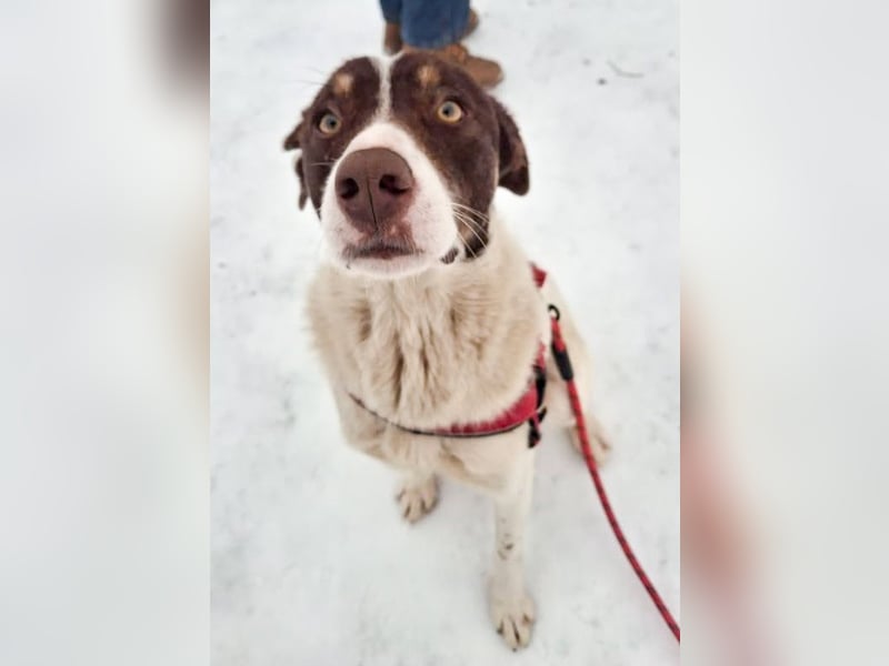 FREEDA - Herzenshündin sucht Familie