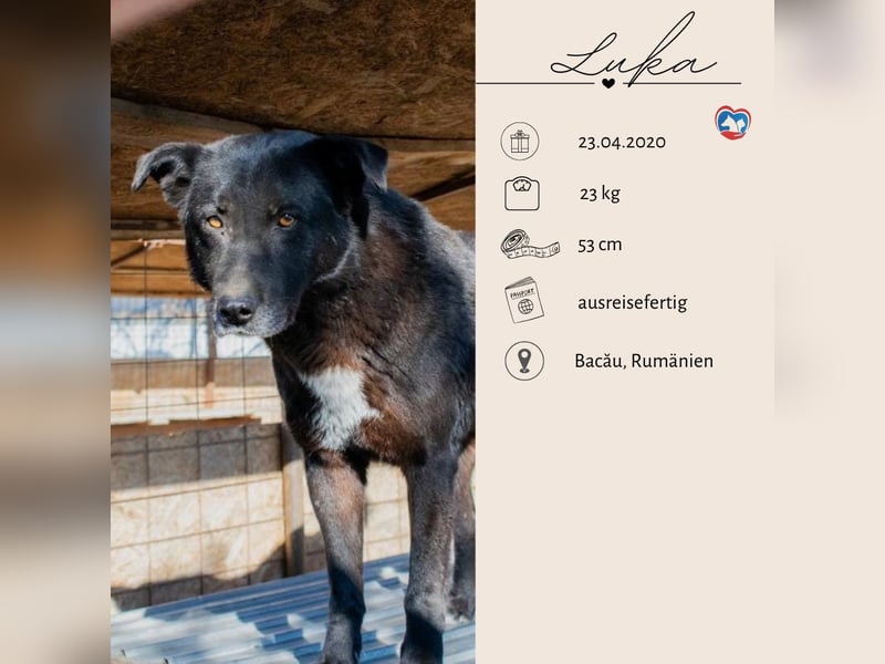 LUKA - geselliger Bub sucht ein Zuhause