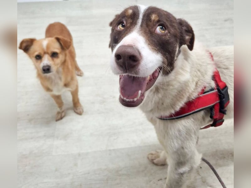 FREEDA - Herzenshündin sucht Familie