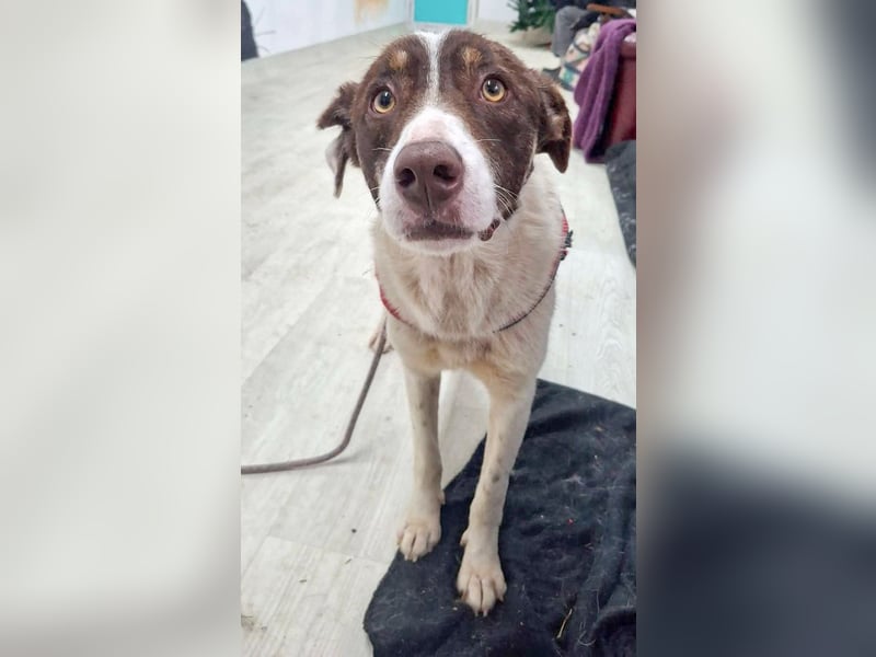 FREEDA - Herzenshündin sucht Familie