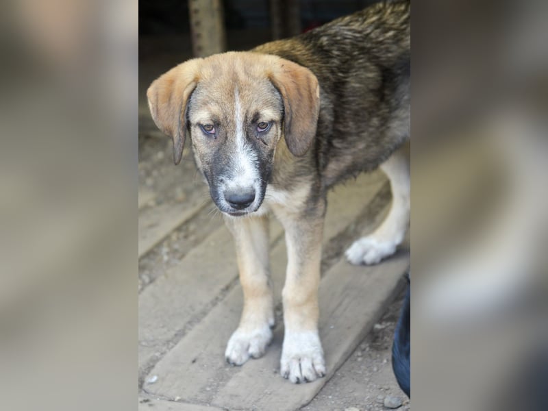 SAMMY - süßer Taps ist auf der Suche