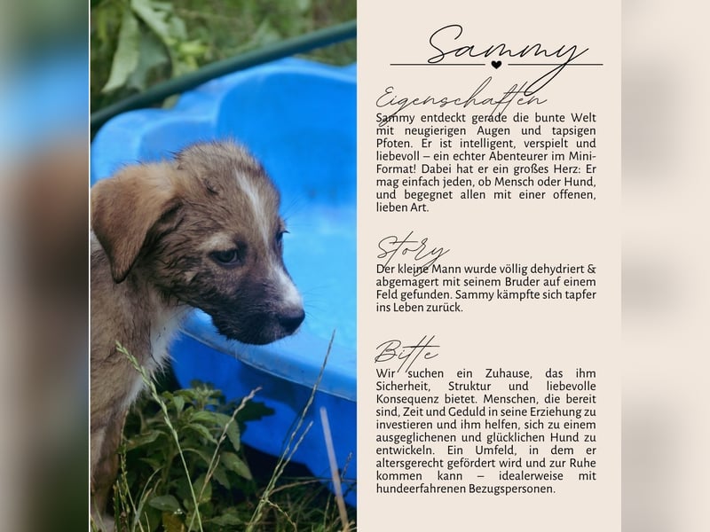 SAMMY - süßer Taps ist auf der Suche
