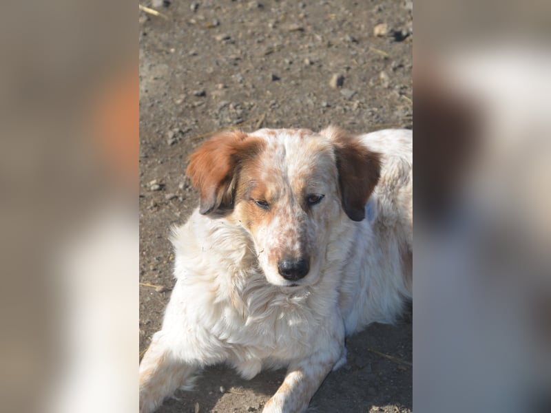 LUCY wünscht sich ein liebes Zuhause