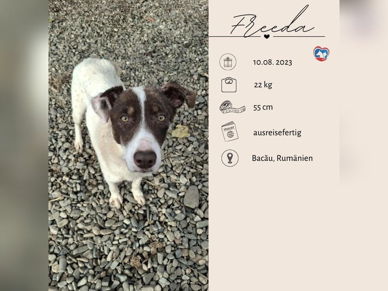 FREEDA - Herzenshündin sucht Familie