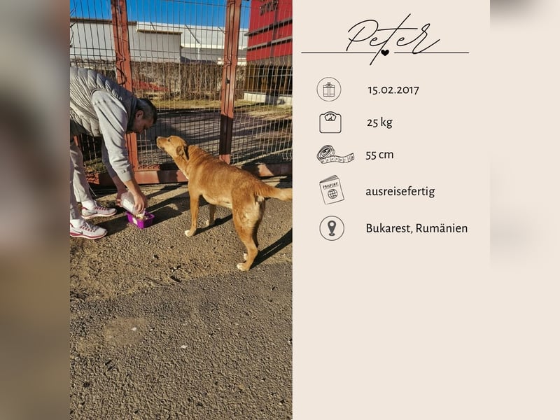 PETER sucht ein liebes Zuhause