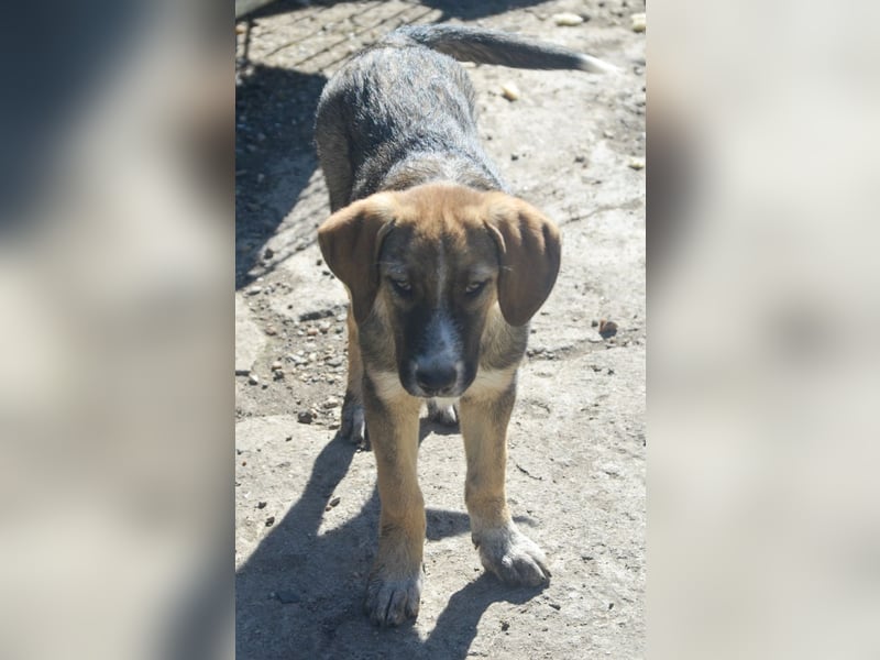 SAMMY - süßer Taps ist auf der Suche