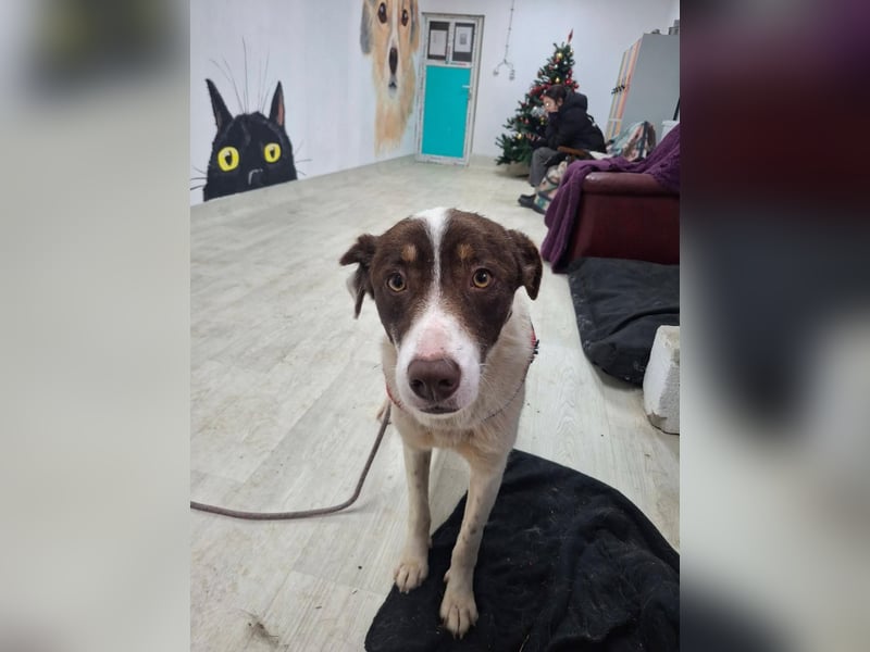 FREEDA - Herzenshündin sucht Familie