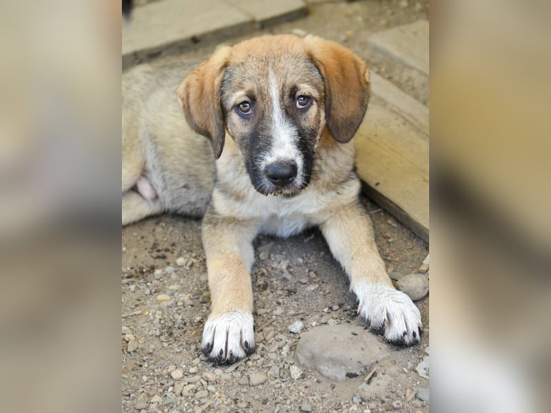 SAMMY - süßer Taps ist auf der Suche