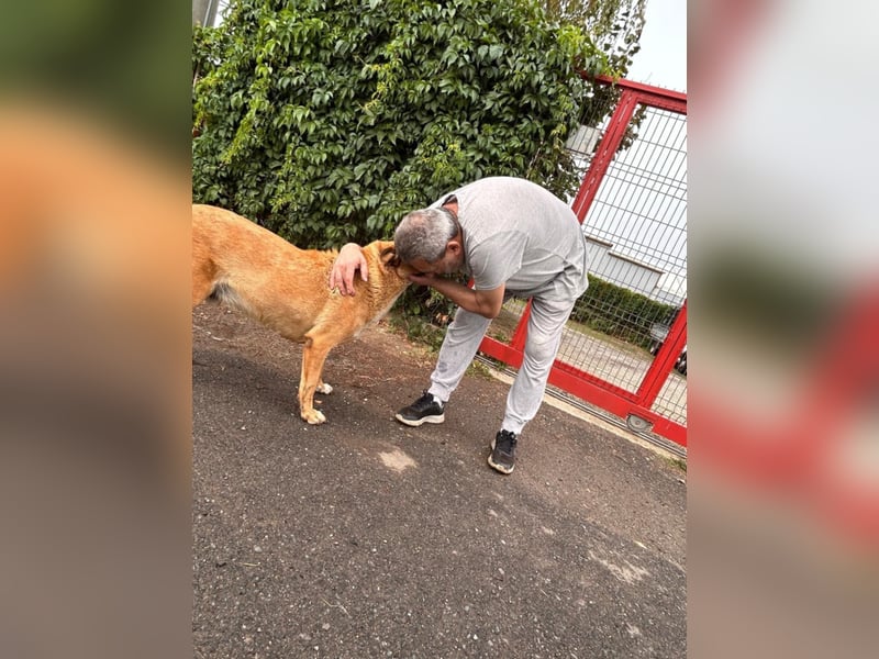 PETER sucht ein liebes Zuhause