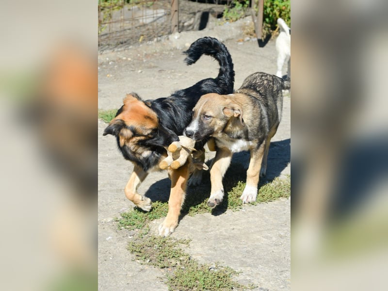 SAMMY - süßer Taps ist auf der Suche