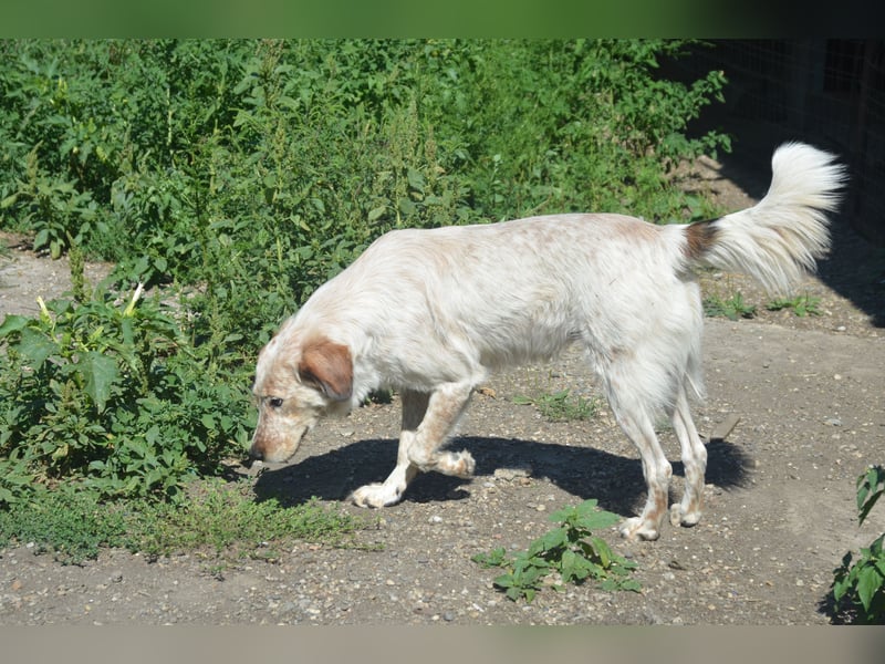 LUCY wünscht sich ein liebes Zuhause
