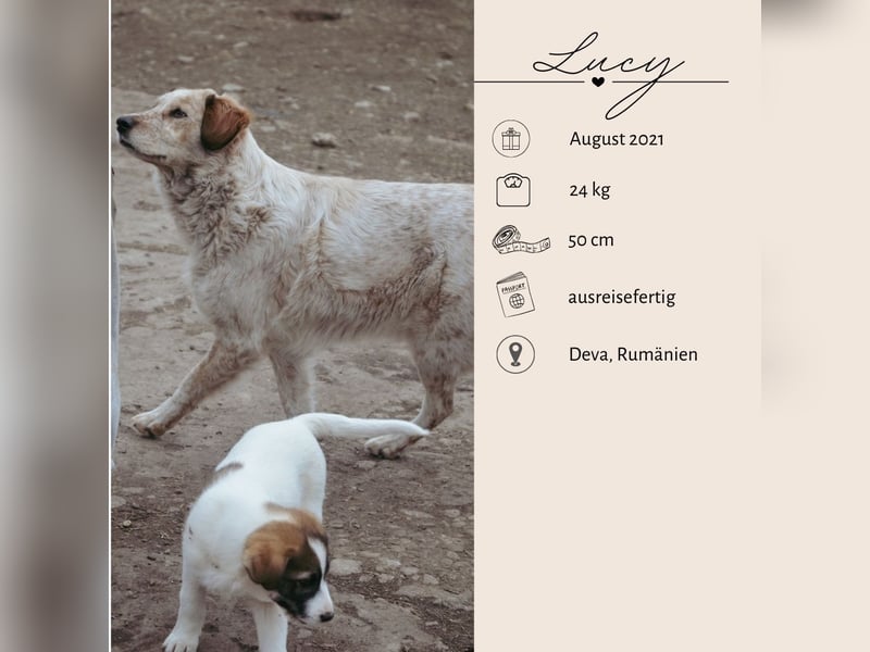 LUCY wünscht sich ein liebes Zuhause