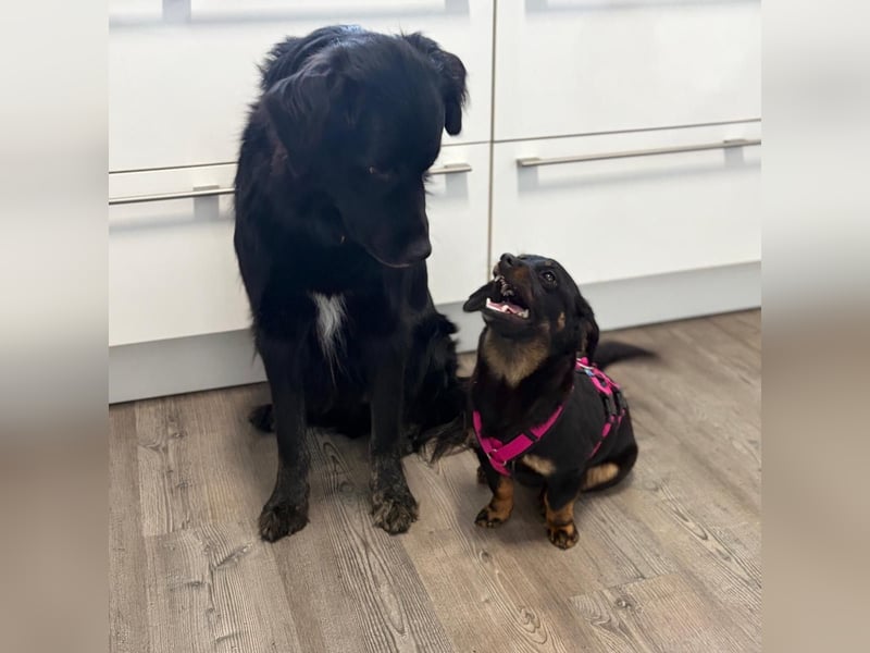 ❤️ Johnny Pflegefamilie 41812 Erkelenz