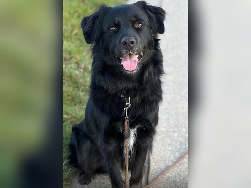 ❤️ Johnny Pflegefamilie 41812 Erkelenz