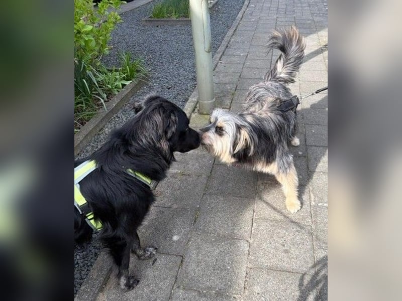 ❤️ Johnny Pflegefamilie 41812 Erkelenz