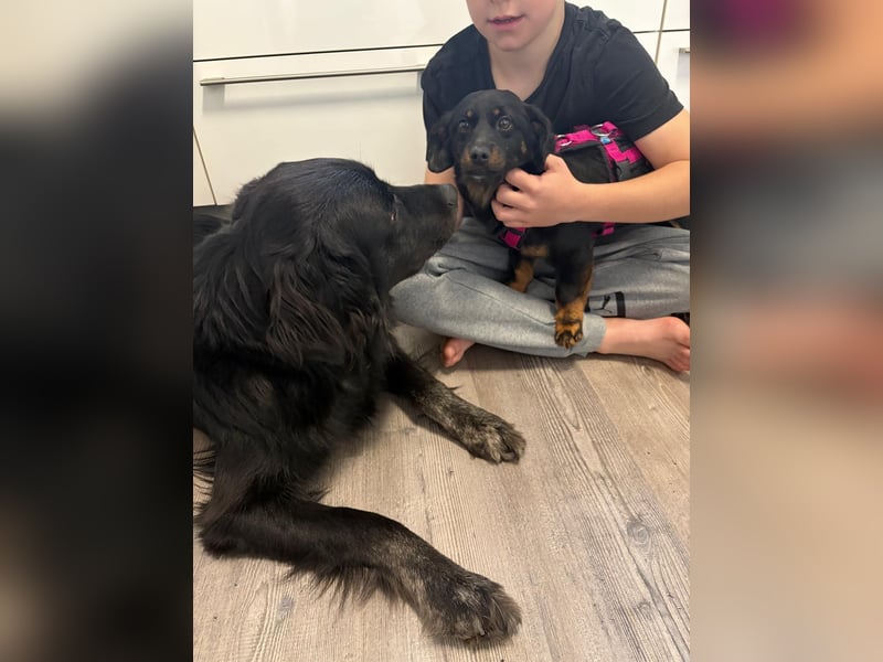 ❤️ Johnny Pflegefamilie 41812 Erkelenz