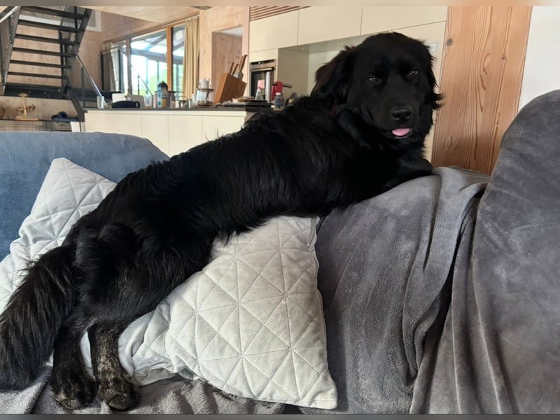 ❤️ Johnny Pflegefamilie 41812 Erkelenz