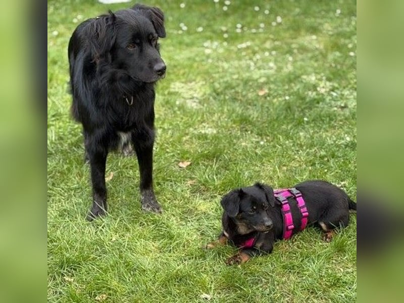 ❤️ Johnny Pflegefamilie 41812 Erkelenz