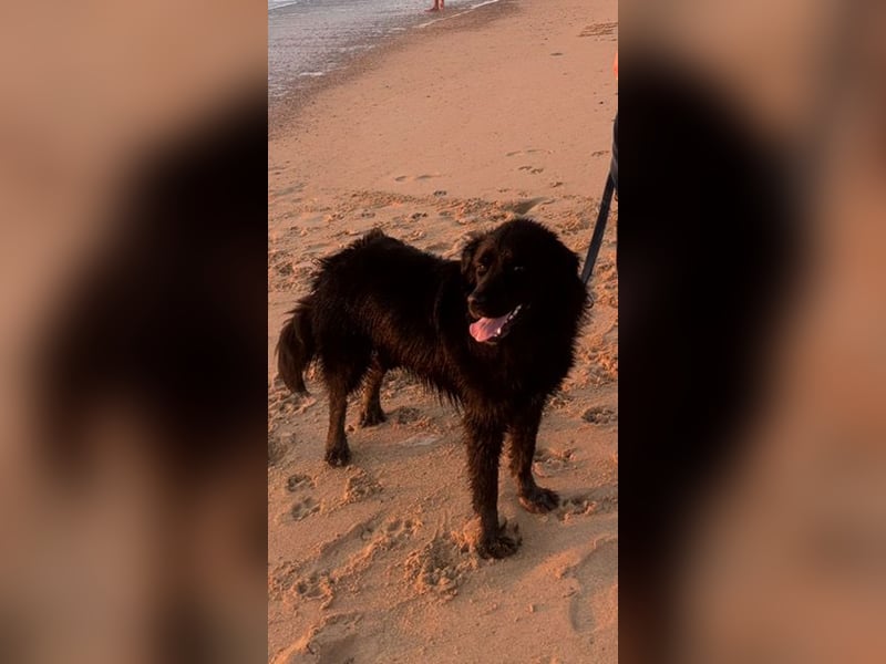 ❤️ Johnny Pflegefamilie 41812 Erkelenz