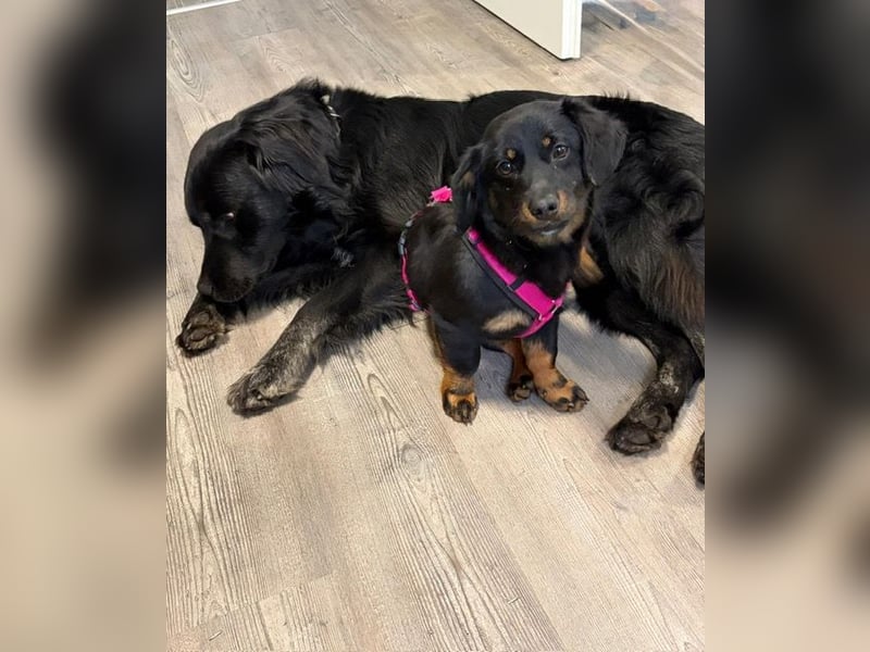 ❤️ Johnny Pflegefamilie 41812 Erkelenz