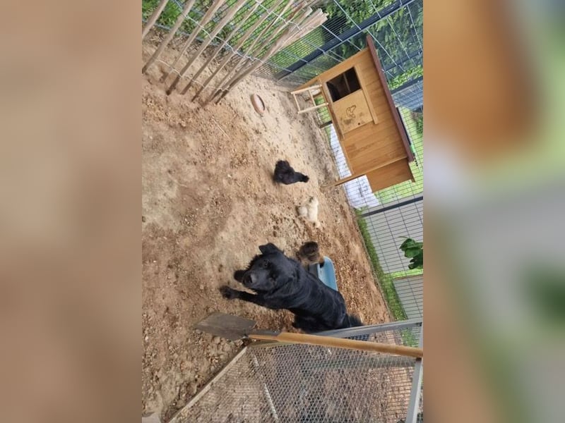 ❤️ Johnny Pflegefamilie 41812 Erkelenz