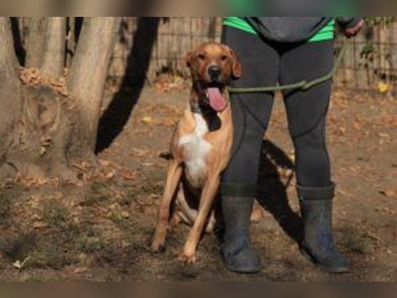 Murphy ist ein richtiger Schatz und sucht für aktive Menschen