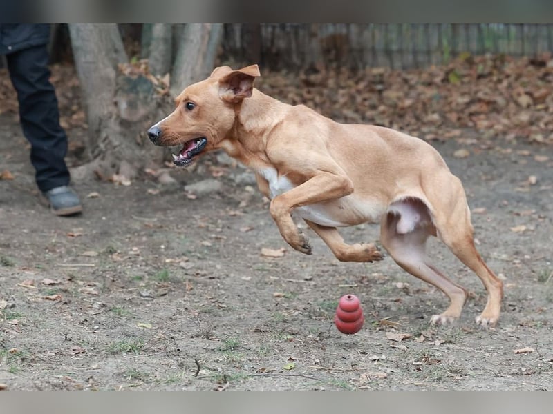 Murphy ist ein richtiger Schatz und sucht für aktive Menschen