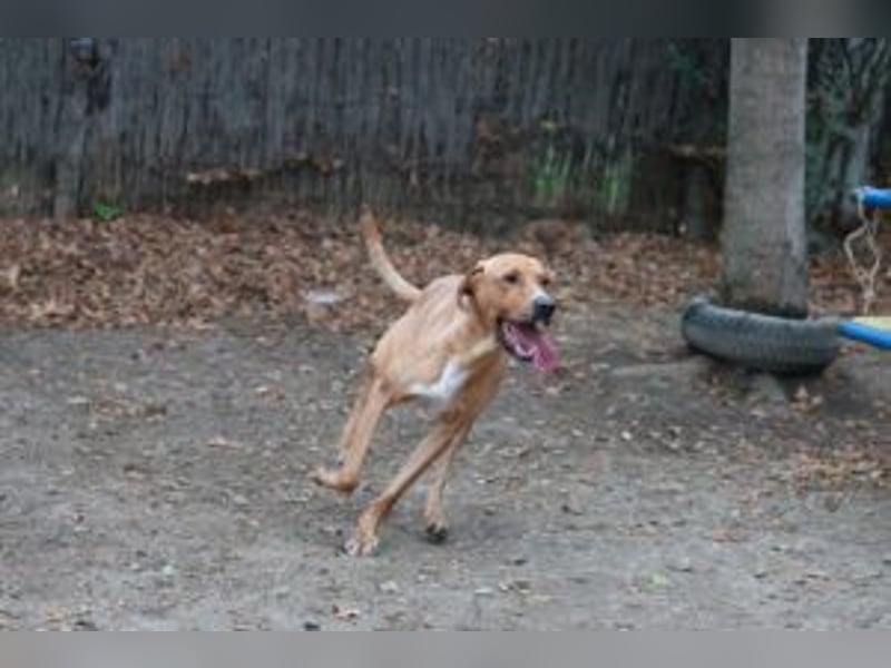 Murphy ist ein richtiger Schatz und sucht für aktive Menschen