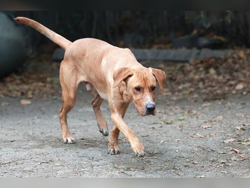 Murphy ist ein richtiger Schatz und sucht für aktive Menschen