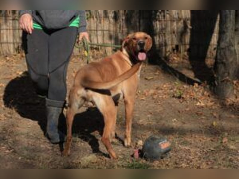 Murphy ist ein richtiger Schatz und sucht für aktive Menschen