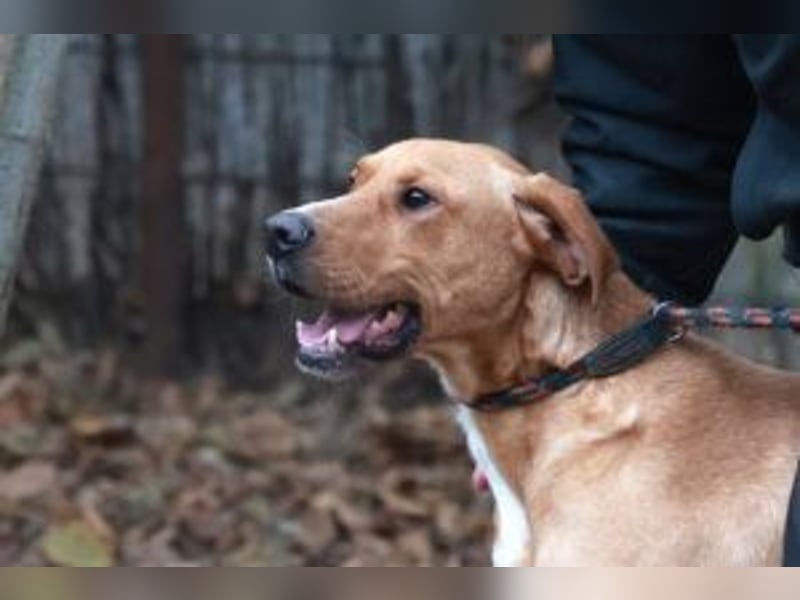 Murphy ist ein richtiger Schatz und sucht für aktive Menschen